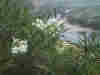 lauriers roses