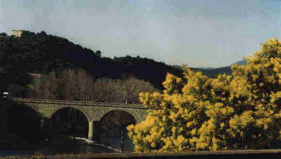 Le mimosa en fleurs
